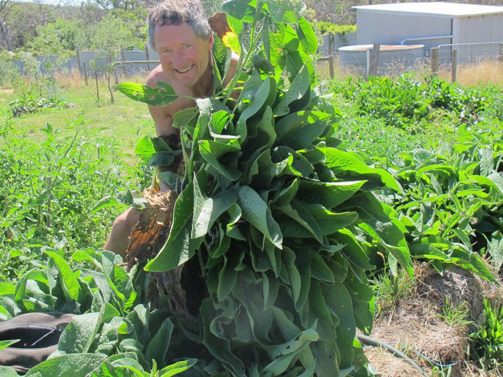 Graeme and his beloved and magic comfrey. 