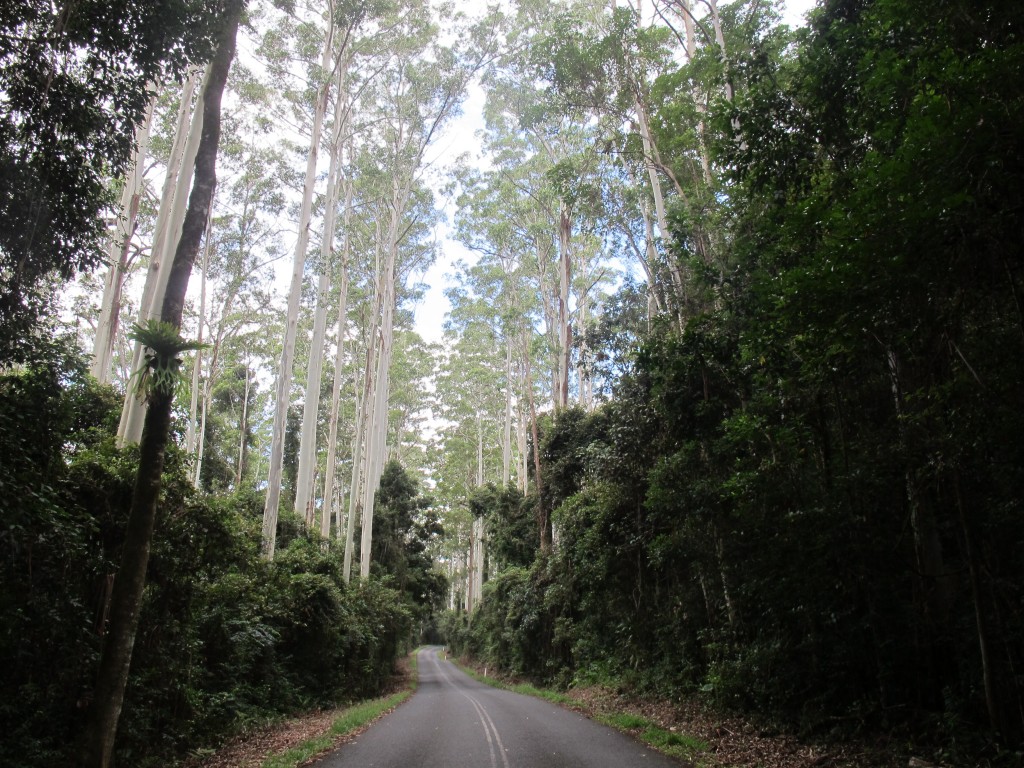The picturesque trees with pristine white trunks lining the road.