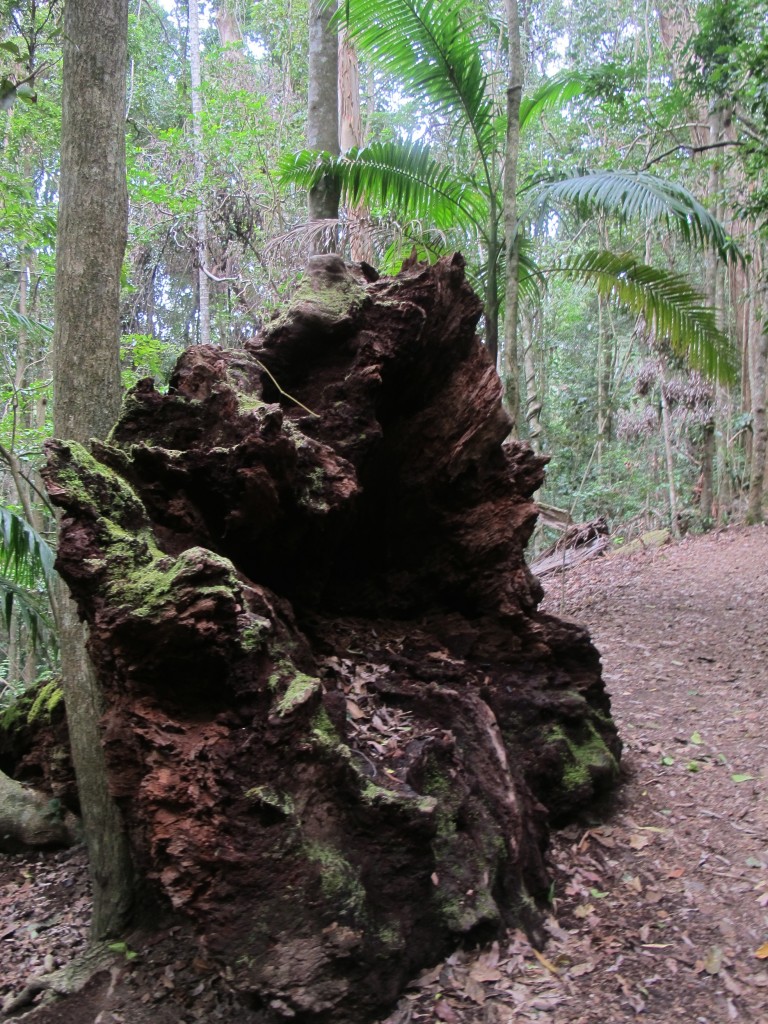 A tiny little tree root