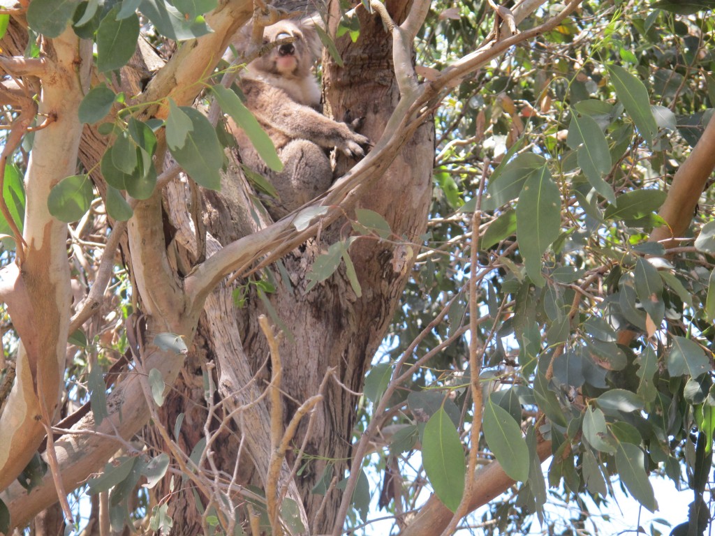 One of many koalas on French Island. Boasting anlarge population of healthy gum trees, the island hosts a large population of koalas which thrives on abundant food and no predators.