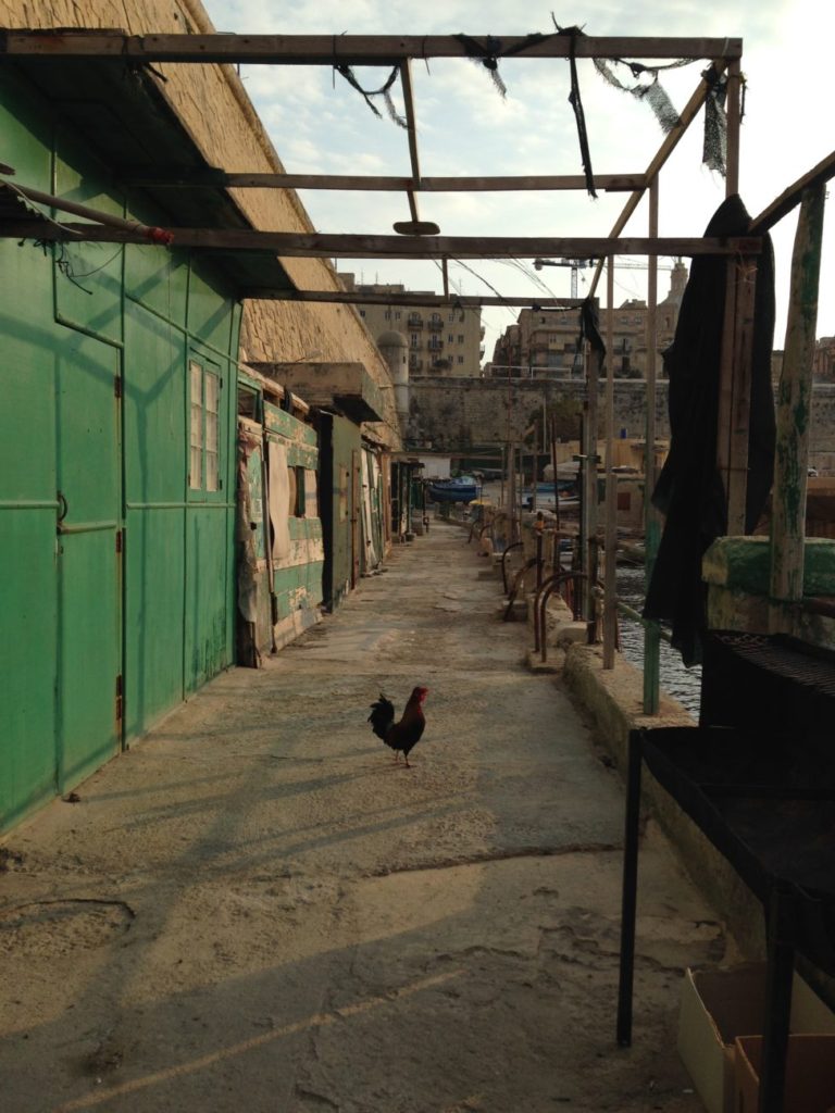 Chicken crossing the road in Valletta - Experiments with enough
